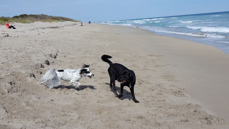 Walton Rocks Dog Beach – Jensen Beach