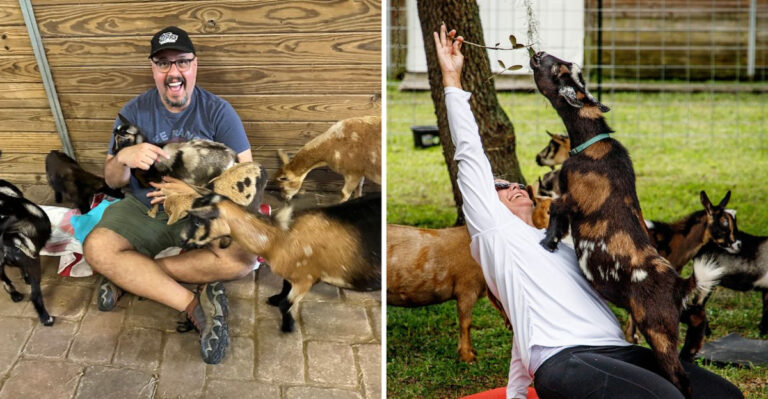 Animal Lovers Can’t Get Enough Of The Baby Goat Experience At This Florida Farm