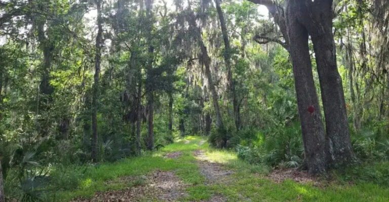 Between Jacksonville and Gainesville Is a State Forest That Feels Like One of Florida’s Best-Kept Outdoor Secrets