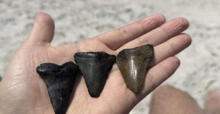 Caspersen Gets The Hype, But This Florida Beach Is Where Locals Actually Search For Shark Teeth