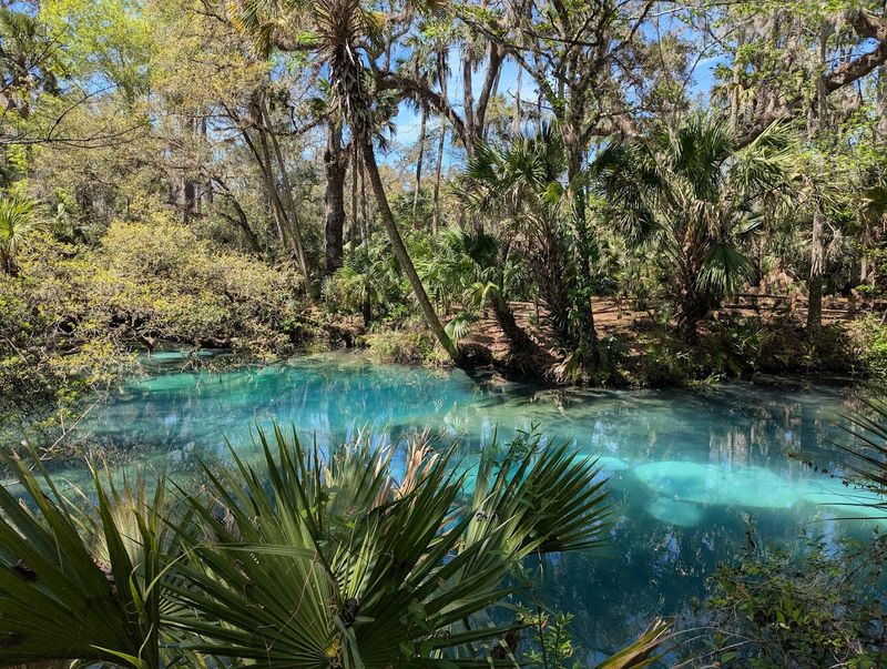 Juniper Run Lagoon — Ocala National Forest, Florida
