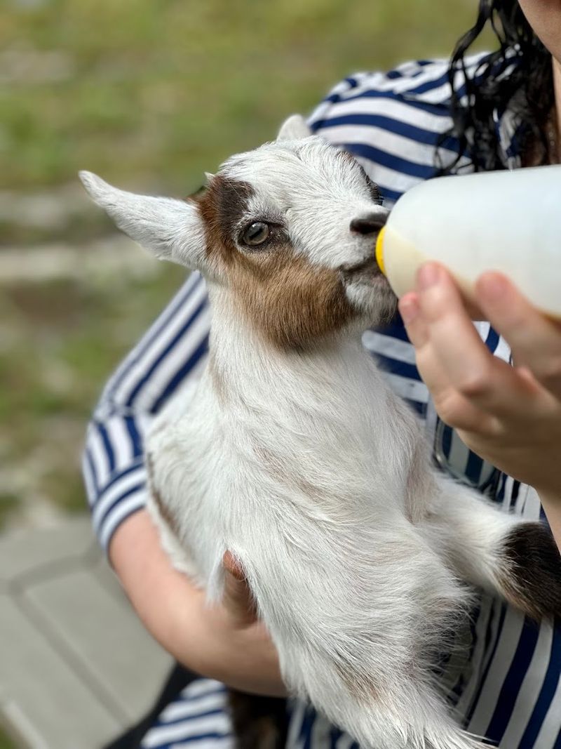 Baby Goat Bottle Feeding Sessions