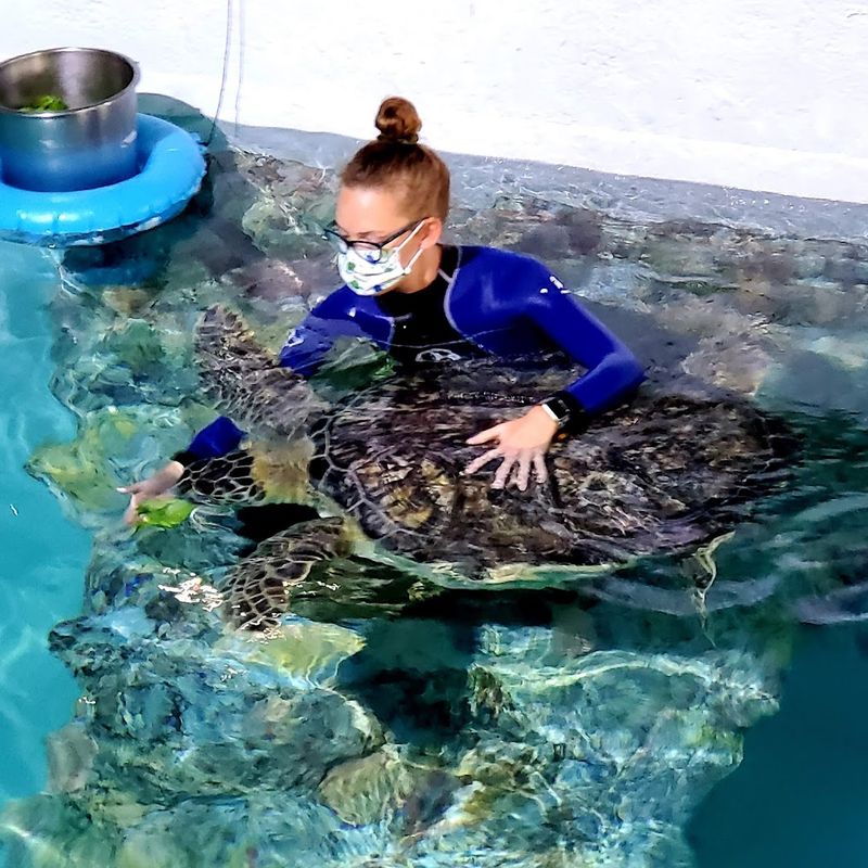 Sea Turtle Hospital Reveals Heartbreaking Injuries and Hopeful Recoveries