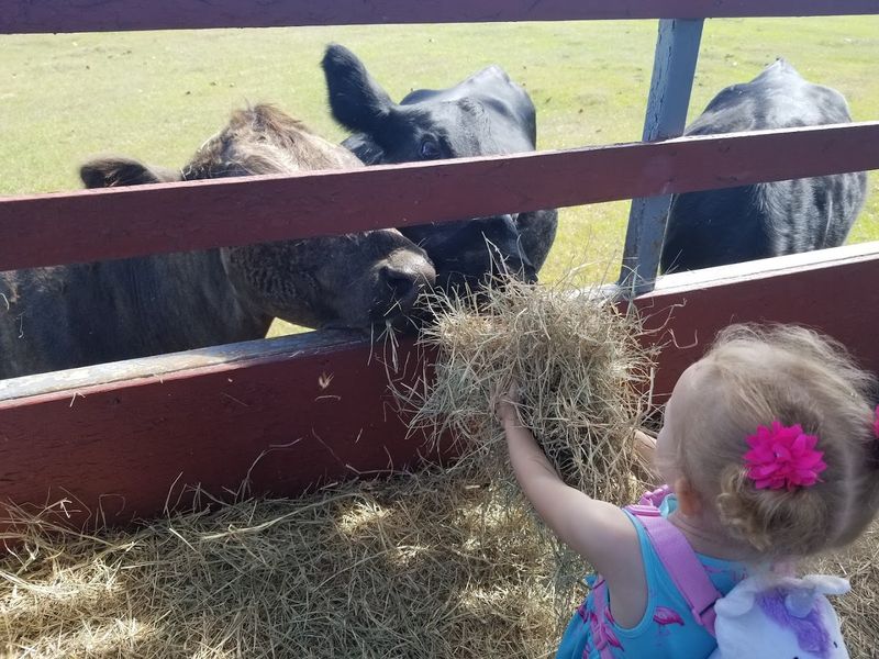 Uncle Donald's Farm — Lady Lake