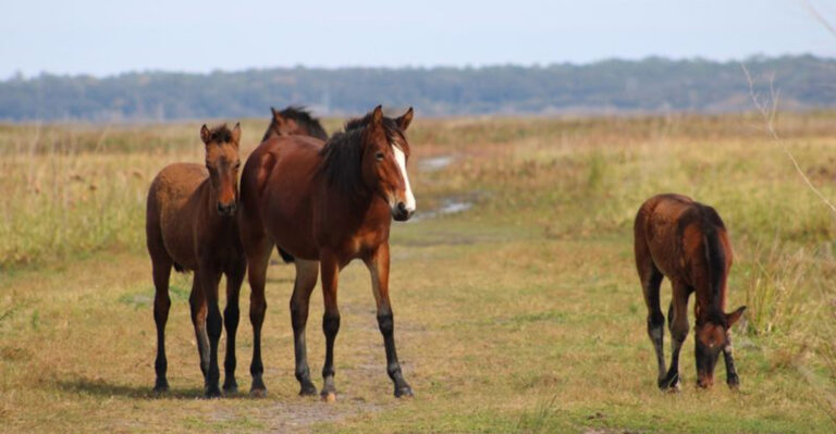 Explore 14 Florida State Parks Where June Offers Spectacular Wildlife and Natural Landscapes