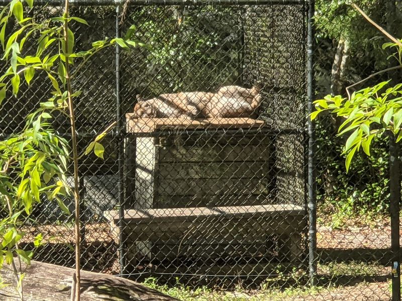 Native Wildlife Rehabilitation Creates Real Conservation Connections