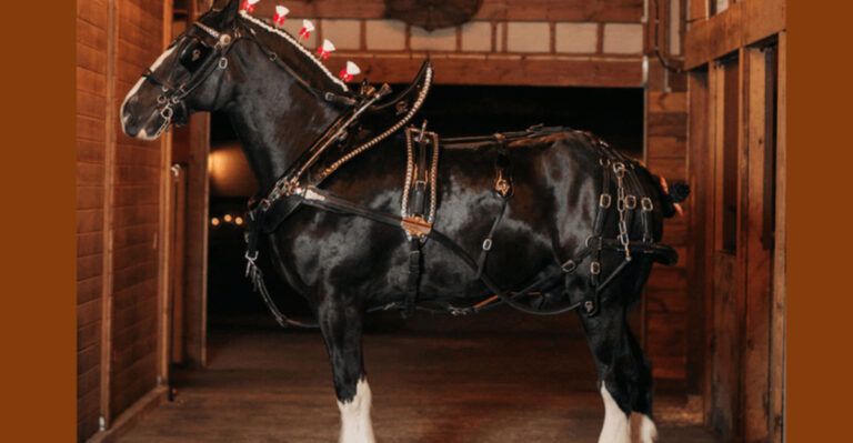 Florida Has A Farm With Clydesdales Just 1.5 Hours From Orlando
