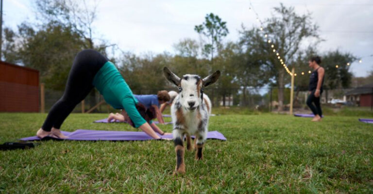 Florida Has A Goat Yoga Class That Might Be The Cutest Workout In The State