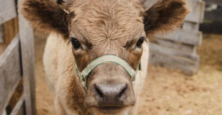 Fort Myers Has A Farm Full Of Miniature Animals, And It’s Almost Too Cute