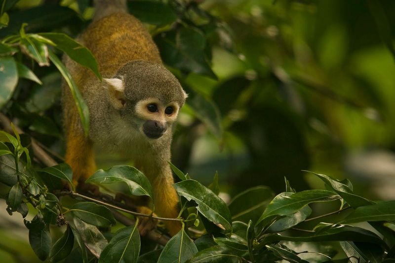 Monkey Jungle — Miami, Florida