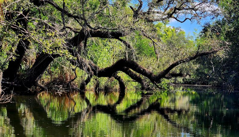 The Mysterious Estero River