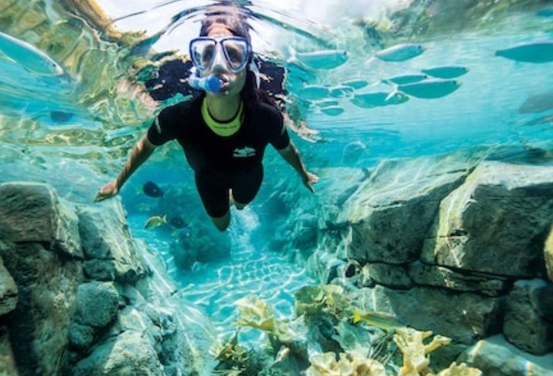 Discovery Cove — Orlando