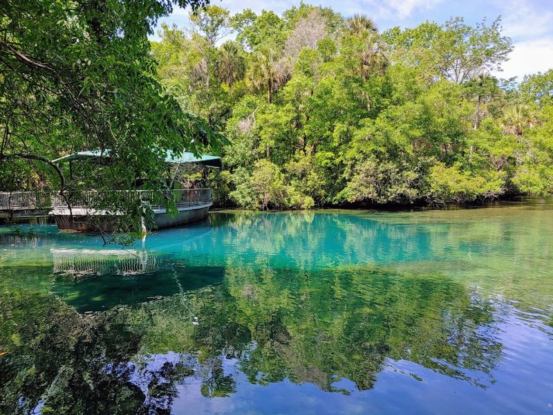 The Underwater Observatory Makes Manatee Watching Unforgettable