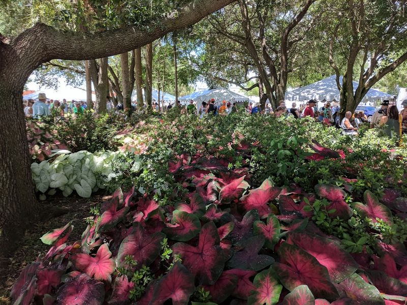 Caladium Festival — Lake Placid