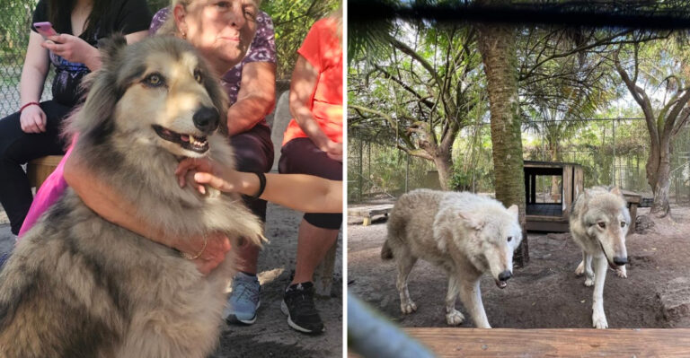 Meet Gentle Rescued Wolves At This One-Of-A-Kind Florida Sanctuary