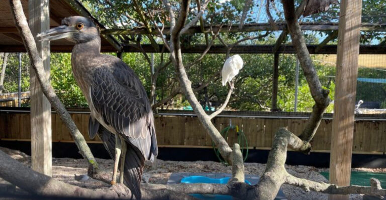 More Than 90 Rescued Birds Call This Secret Florida Keys Sanctuary Home