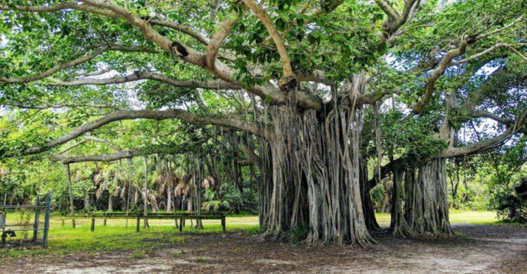 Most People Don’t Expect to Find This Gorgeous Green Oasis in Fort Lauderdale