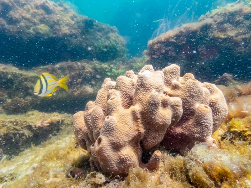 Snorkeling The Ruins Is The Island's Best Surprise
