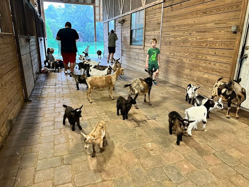 Variety of Goats from Babies to Adults
