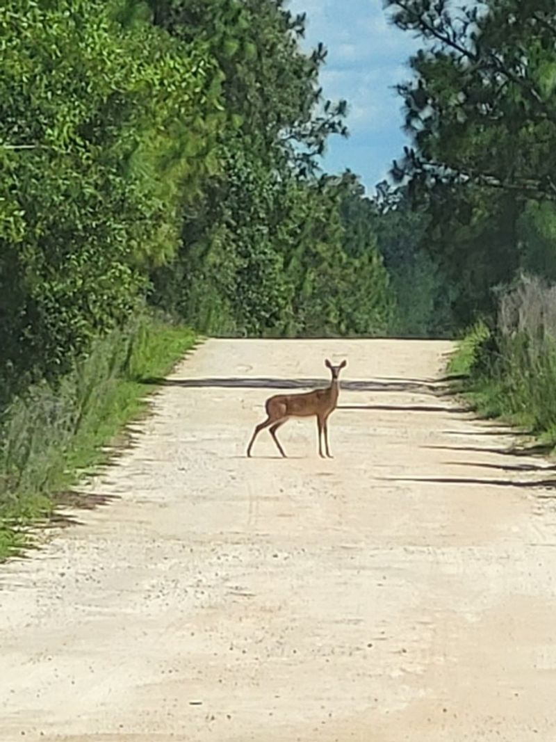 The Rocky Forest Road Segment