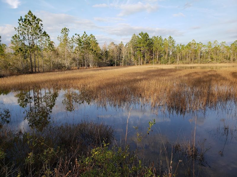 Yellow River Marsh Preserve State Park — Milton