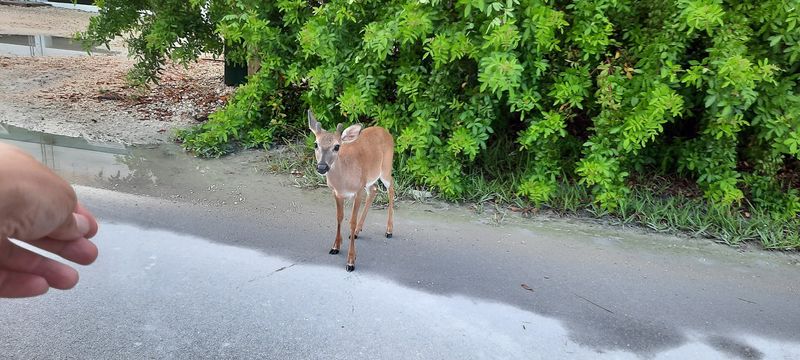 Big Pine Key