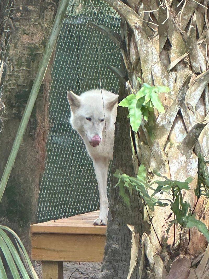 Jungle Vibes in the Heart of Naples