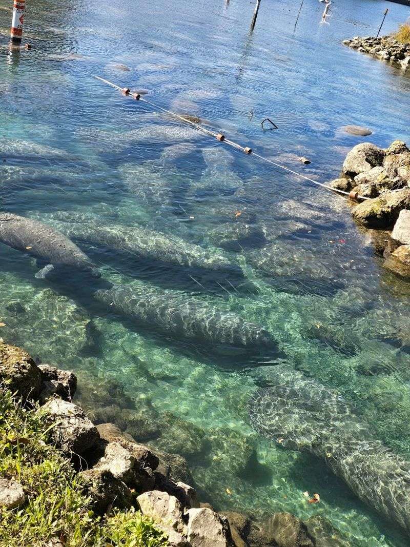 Three Sisters Springs: The Crown Jewel of Manatee Viewing