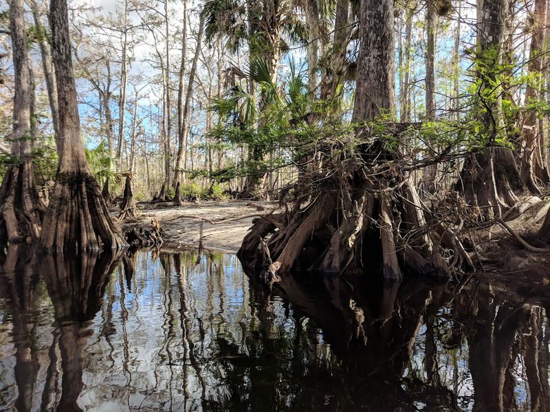 The Enchanting Boardwalk Trail