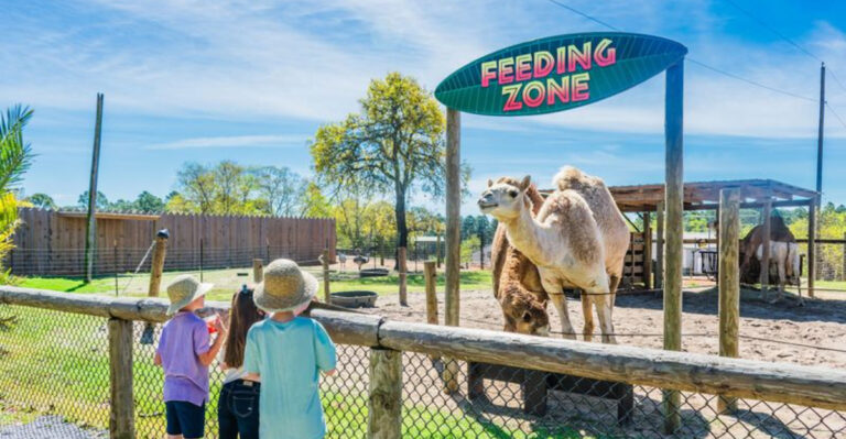 See Exotic Animals From The Comfort Of A Train At This Incredible Florida Attraction