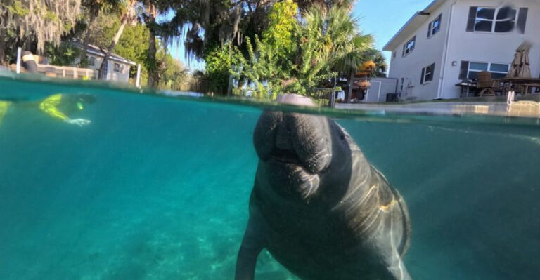 Spend The Night On A Florida Houseboat And Wake Up Surrounded By Manatees