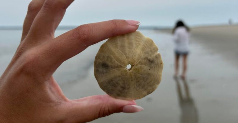 The Quiet Florida Beach Where Sand Dollars Wash Up Like Tiny Treasures