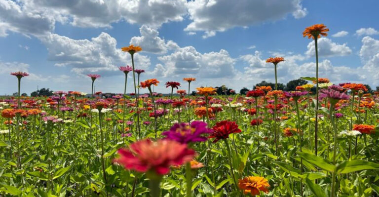 These 11 Florida Farms Make June Feel Like The Sweet Start Of Summer