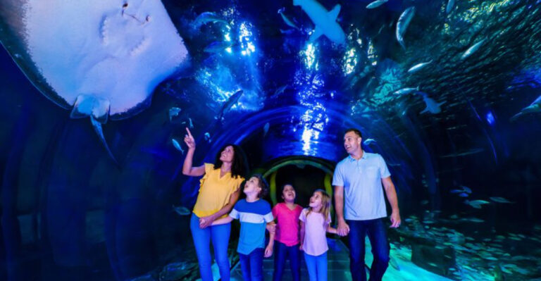This Florida Aquarium Has A 360-Degree Ocean Tunnel That Feels Like Walking Under The Sea