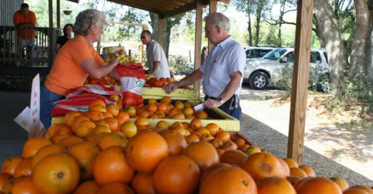 This Florida Citrus Stand Turns A Backroads Drive Into A Beloved Sunshine State Tradition