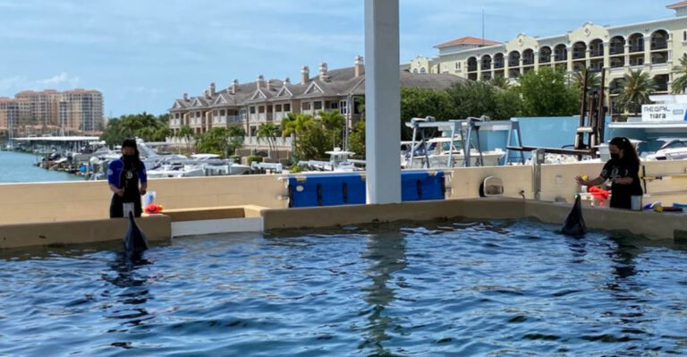 This Florida Marine Hospital Helps Rescue Dolphins And Has A Hollywood Connection