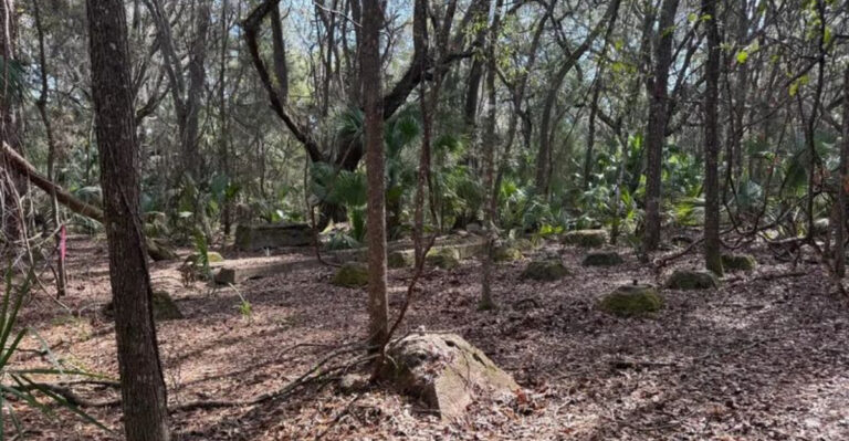 This Florida Nature Preserve Hides the Ruins of a Once-Thriving Lumber Town Between Tampa and Gainesville