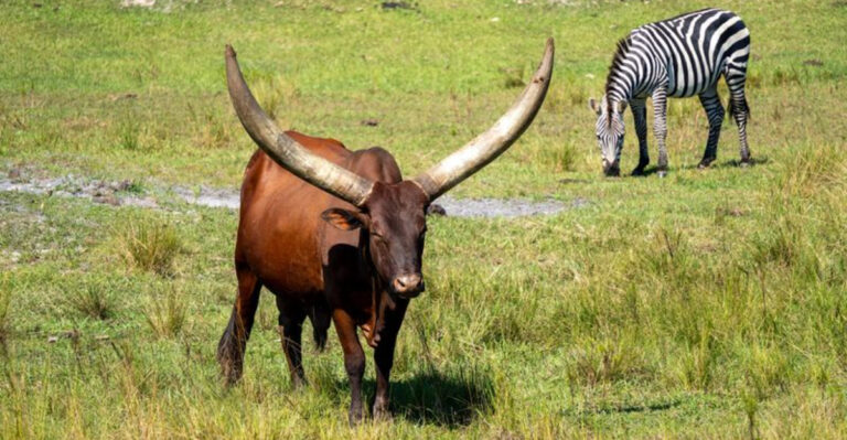This Florida Safari Adventure Feels Like a Mini Trip to the African Savanna