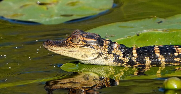 This Florida Trail Is One of the Best Places to Photograph Wildlife in the Everglades