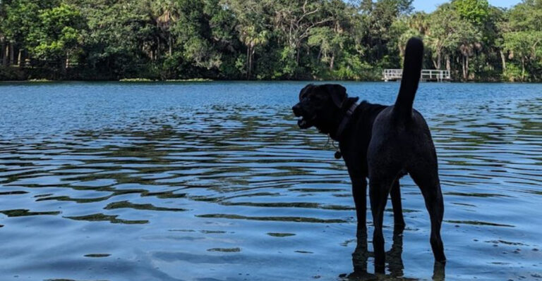 This Free South Florida Lagoon Is the Ultimate Swimming Spot for Dogs