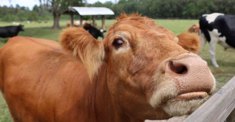 This Hidden Farm Sanctuary In North Florida Lets You Cuddle Pigs, Cows, And More