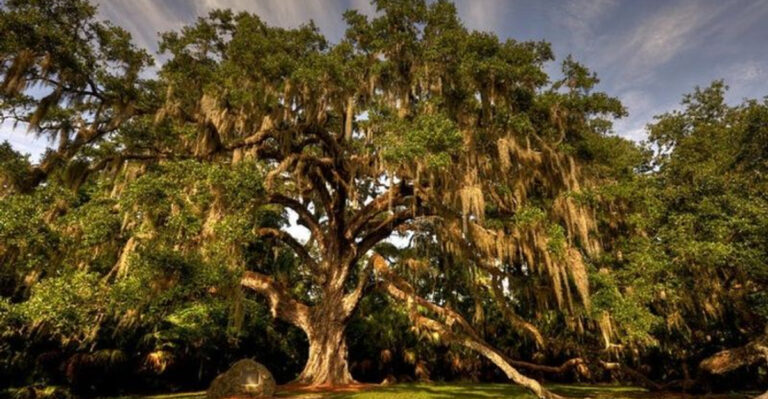 This Hidden Florida Park Has an Oak Canopy That Feels Almost Enchanted