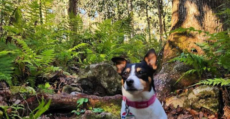 This Hidden Florida Trail Takes Hikers Past Caves, Cliffs, And An Incredible Sinkhole
