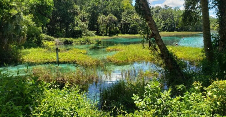 This Hidden River On Florida’s Nature Coast Feels Like A Portal To Another World