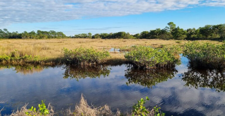 This Little-Known Florida Spot Leads To Manatees, Marshes, Birds, And Scenic Wildlife Drives
