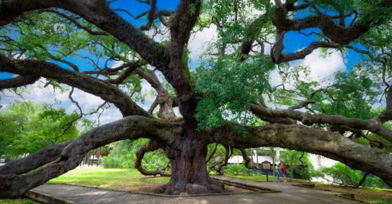 This Majestic Florida Oak Tree Has Stood Tall Through Generations Of History