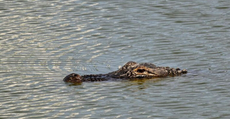 This River Near Orlando Is Home To Alligators—And Sharks Too