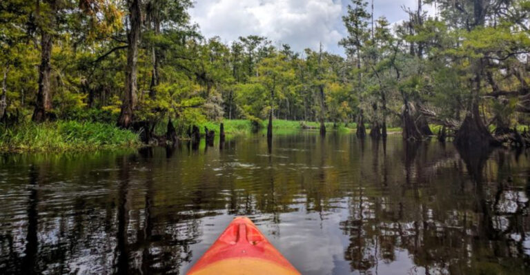 This Scenic Florida Paddle Trail Feels Like A Journey Through Untouched Wilderness