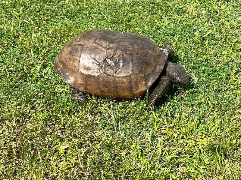 Wildlife Encounters Come Standard Here
