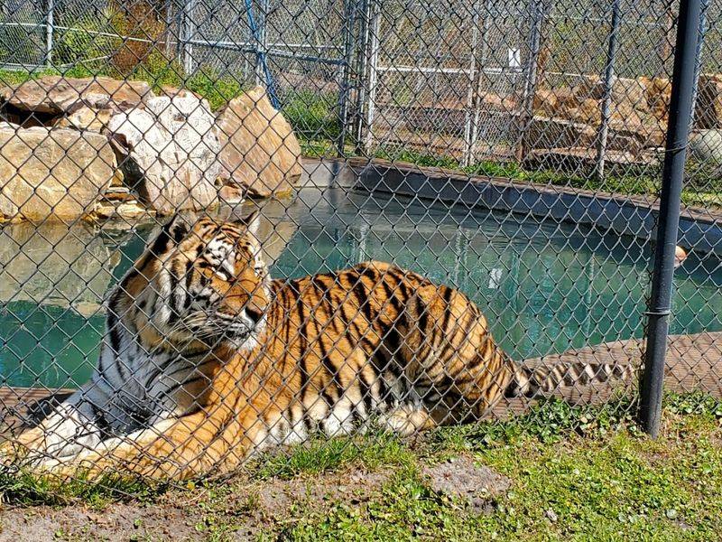 Catty Shack Ranch Wildlife Sanctuary